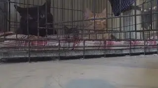 Animal Aid Humane Society moving from Moline to larger Milan shelter after years of challenges