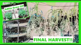 Georgia Pie Final Harvest!! Adlite Grow Update #MarsHydro