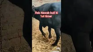 Nawab bull ki beti Mother Ronak Buffalo #HSB