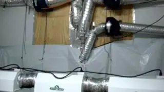3 LSD, 3 Cali Kush, 3 Kings Kush, 3 MK Ultr, 5 Forbiden Fruit, 1 Avalon  Vegging by Grecco
