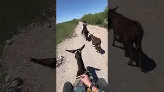 Donkey ride in Mexico
