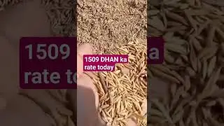 1509 DHAN ka rate today