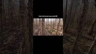 Deer hunting with dogs in Va. Raisin Hell Kennels/ SFTB