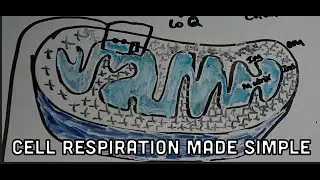 CELL RESPIRATION MADE SIMPLE | How Do Cells Make Energy? | ATP Production | Glycolysis, Krebs, ETC