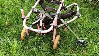Pet Mobility