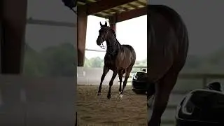 🐎🖤Ferrari #ferrari #horse #luxurylifestyle #luxurycar #dreamcar #motivation #supercar #cargoals