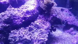 My reef tank Journal Ep 3. Dec 10 2016
