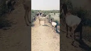 Pakistani Hindu Children Do Housework After School | Goats in the Forest