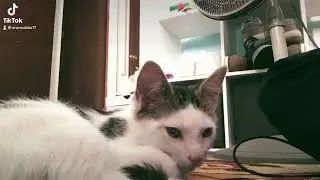 My little Tofu