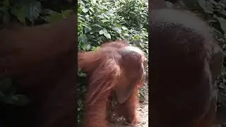 Walking orangutan