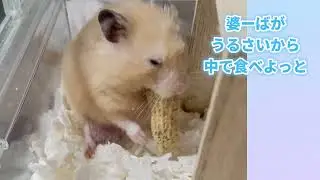 🐹【リベンジ編】生まれて初めての落花生２🥜食べている所みせて(笑)