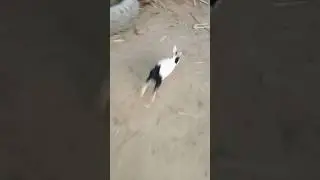 #Complete😜 Checklist for Bringing😂 Home a New Pet😋 Rabbit#😭