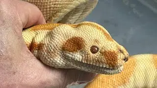 Another Reptile Rescue, Sylvester Update, these are a Challenge Part 1.