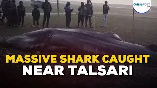 Giant 50-Quintal Shark Caught Near Talsari Beach, Balasore | 30-Foot Sea Monster Stuns Locals