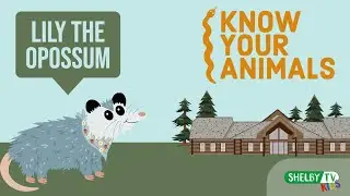 Animal Spotlight | Meet Lily The Opossum | Animal Facts For Kids