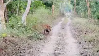 #nature #wildlife #jungle #tigerspotted #animals #pilibhittigerreserve #uptourism #chuka #junglenews