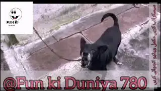 Verbal Rumble: Cat and Dog Edition | cat and dog fight | subscribe please