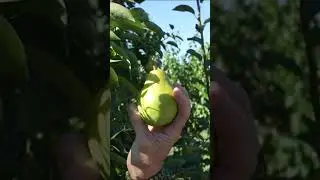 When to Pick Pears
