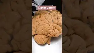 How Your Brain Coordinates Your Muscles