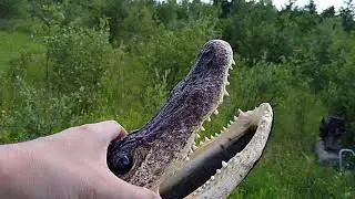 Alligator 🐊 scull and 22lr 40 grain ammo, will it go through?