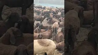 Bhera real voice view natural #bhera #view bheriy kaisa rahta h bhera ka awaj kaisa hota h