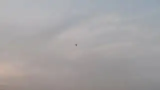 Bird fixed at a position in wind | Hovering for prey | Dusk till down