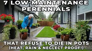 7 Tough Perennials That Thrive in Pots (Heat, Rain & Neglect Proof!)