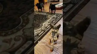 Lothcat vs Puglife