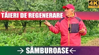 🌳✂️ Когда проводится омолаживающая обрезка абрикосовых, сливовых, персиковых и вишневых деревьев? 🍑🍒