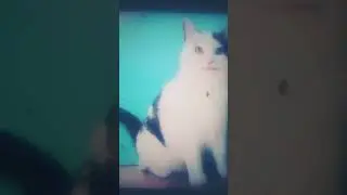 #beluga #music #funny #cute