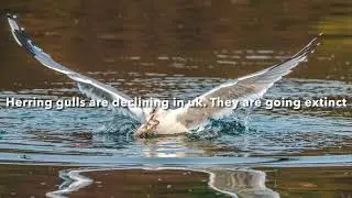 Save these near extinct animals!