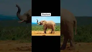 How different animals sleep #shorts #animals