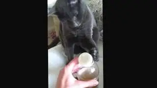 Russian blue Cat opens bottle with paw smartest cat in the world!!!