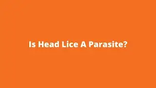Is Head Lice a Parasite?