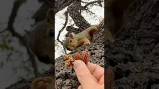 Squirrels Delight with Squirrel Baby Mini May #animals #cute #feed #reaction #reels #fyp #bgmi #food