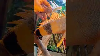 SO SATISFYING to help remove shedding spikes #pet #pets #animals #foryou #satisfying #asmr