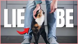SO sagst du „Ich liebe dich“ in Katzensprache! ❤️