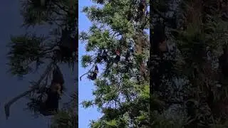 Bats 50 cm size hanging upside down in park trees ghy Assam    #bats
