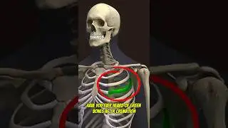 Green Bones After Death What Does It Mean?😨