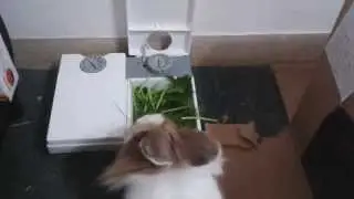 Timed pet feeder C20