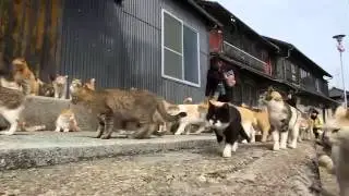 Japan: Aoshima island overrun by cats