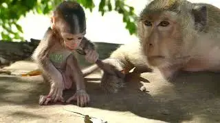 Nurturing Nature: The Best Monkey Mom's Caring Instincts | Tup Monkey