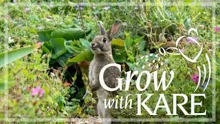 Grow with KARE: Protect your plants from rabbits this winter