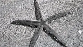 Isostatic - Glacial Epoch Part 2