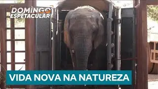 Após anos em cativeiro, elefanta Kenya chega ao Brasil para viver em santuário na natureza