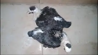 Black Beauty | Home breed choozy 🐣 ❤️ | #pigeon #trending #bird #foryou #birds #Rehan Loft #love