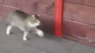 BREAKING: CAT UNLOCKS SECRET HORSE POWERS! 🚨 Barn-Raised Feline Strolls Like a Mini Stallion!