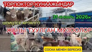 ЖАҢЫ туулган МУЗООЛОР ТОРПОКТОР БУКАЛАР ТАРТЫЛГАН ТАСМА СОКУЛУК МАЛ БАЗАР 🔥 31/01/26/