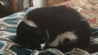 Cat videos JTB The Cozy Cat Corner: Live Cat Cam