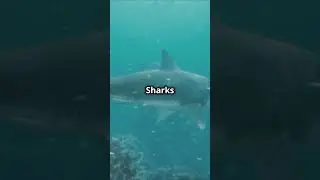 Top 5 Shark Facts in Under a Minute!